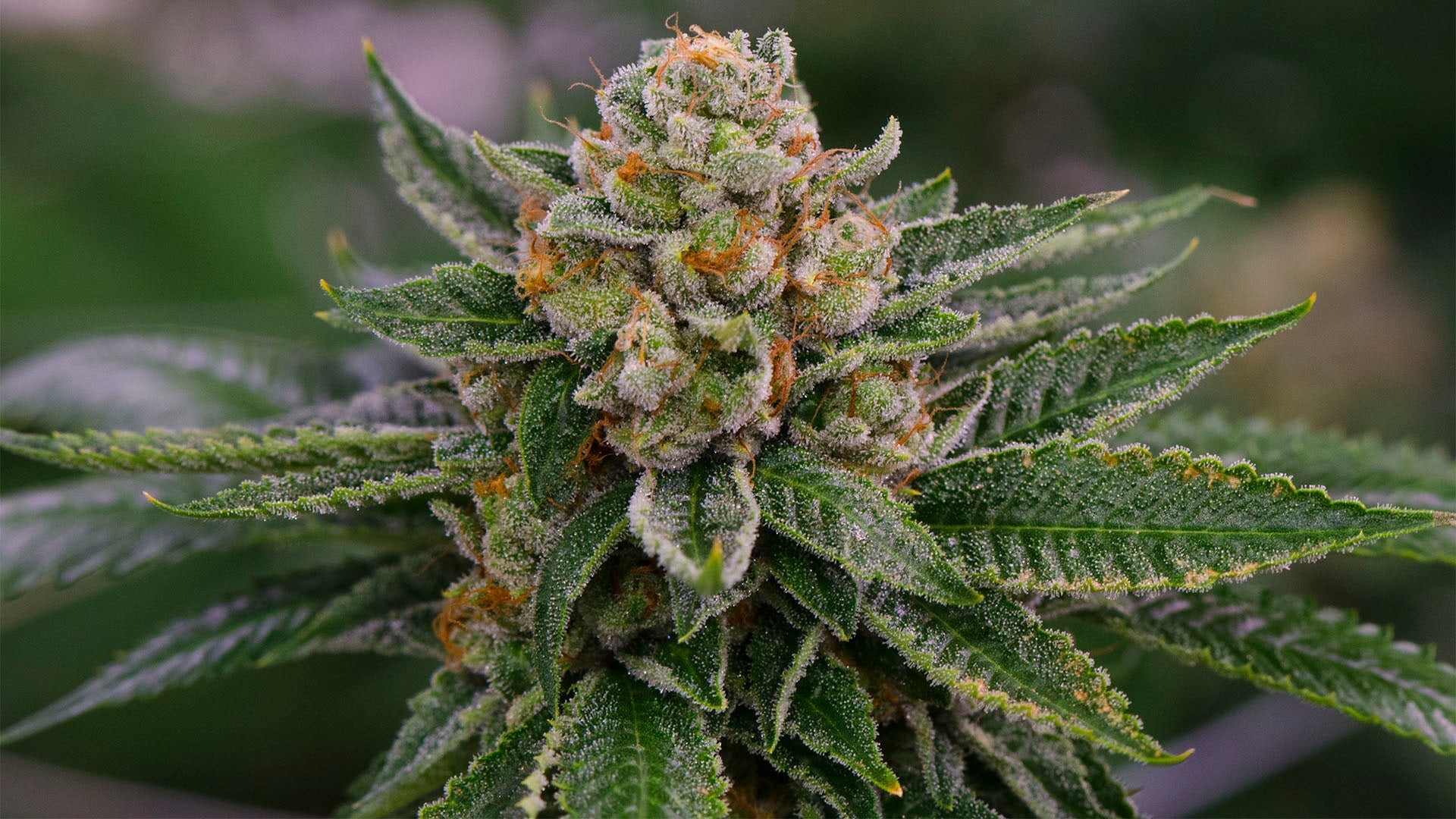 Beginners Guide to CBD Flower