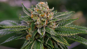 Beginners Guide to CBD Flower