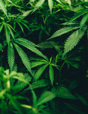 What is CBG?